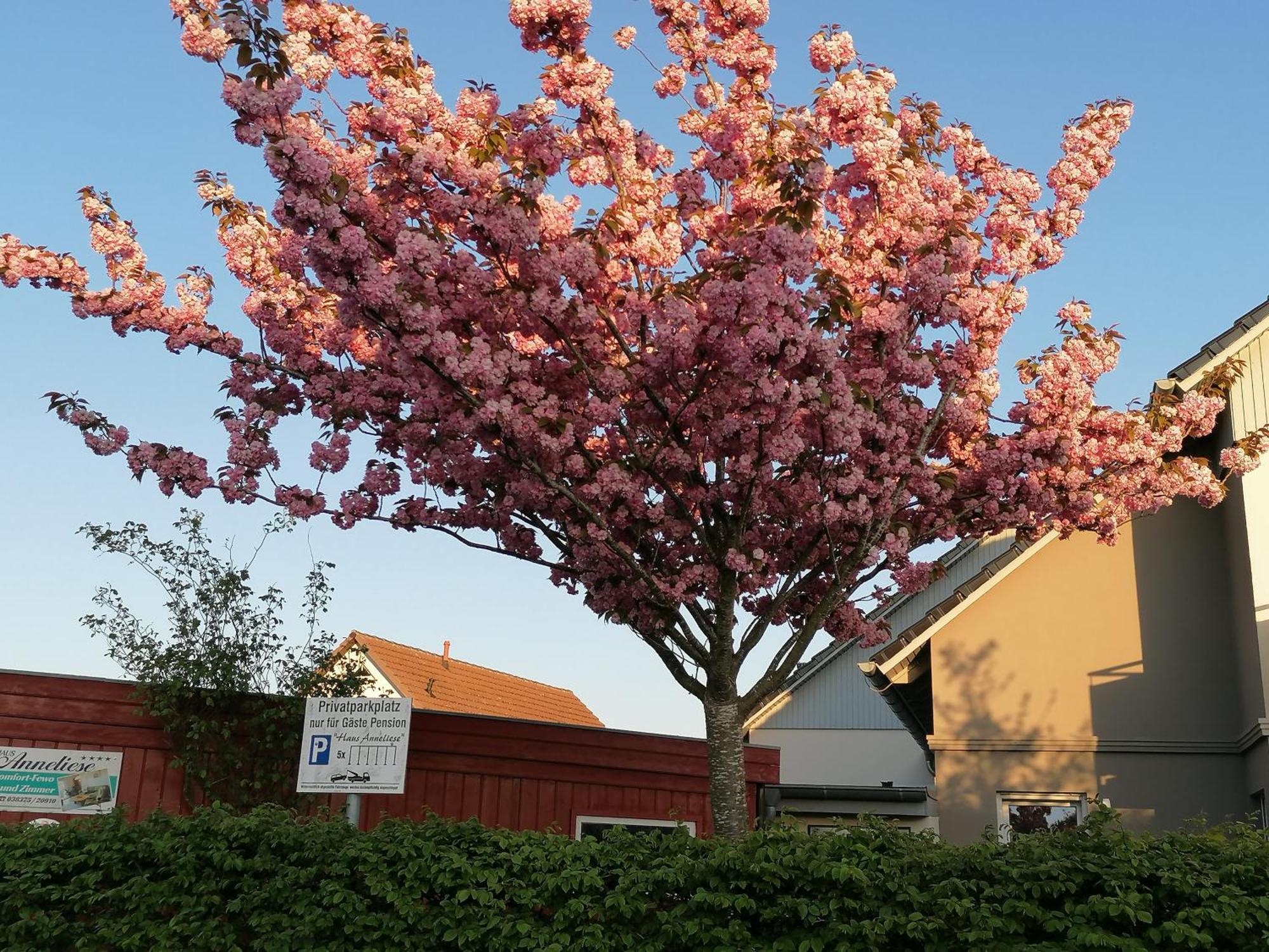 Pension Haus Anneliese Ückeritz Buitenkant foto